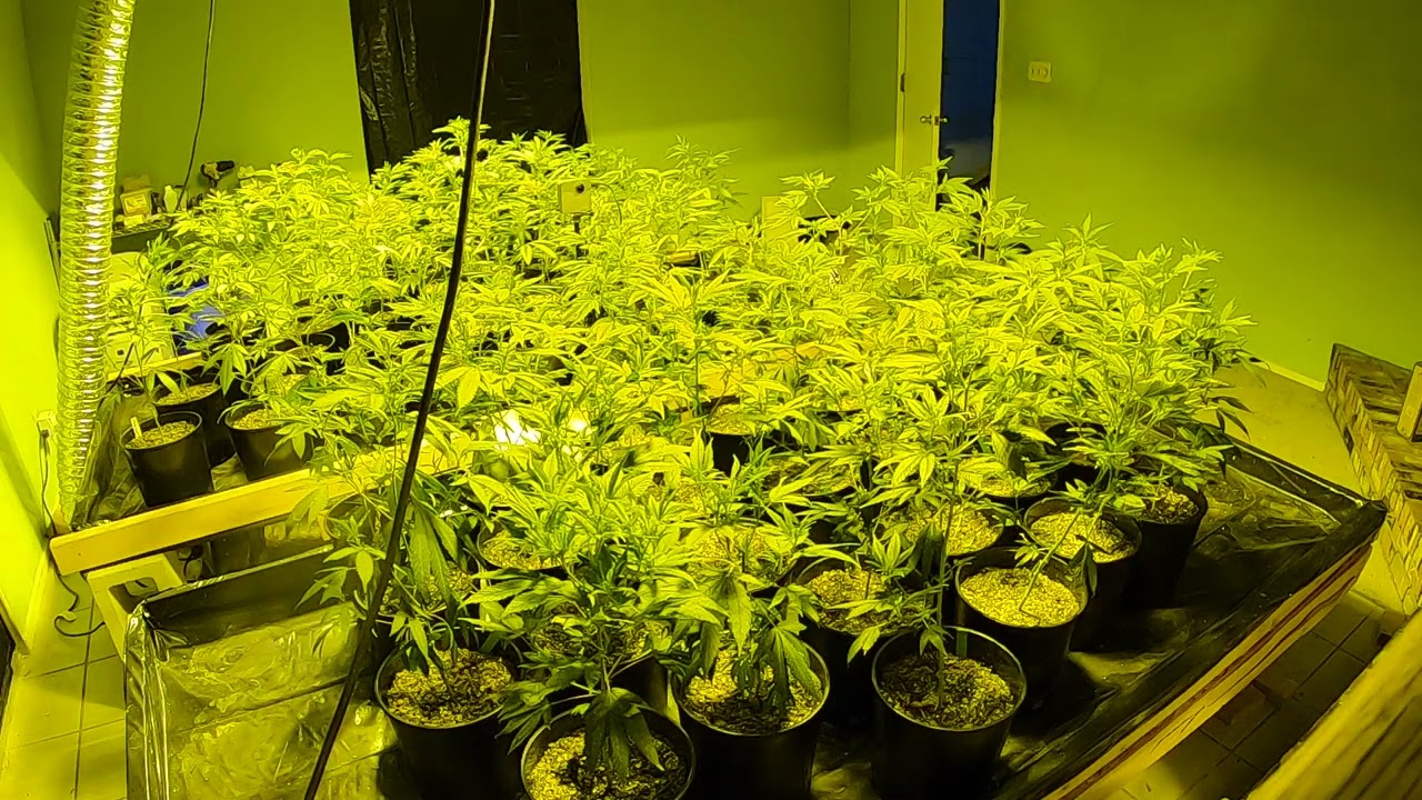 @GoPro Timelapse of an Indoor Cannabis Garden 1