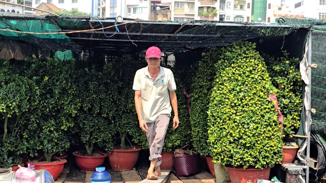 Người Sài Gòn mạnh tay mua những chậu hạnh đẹp nhất về chưng Tết, hoa giấy được mua nhiều