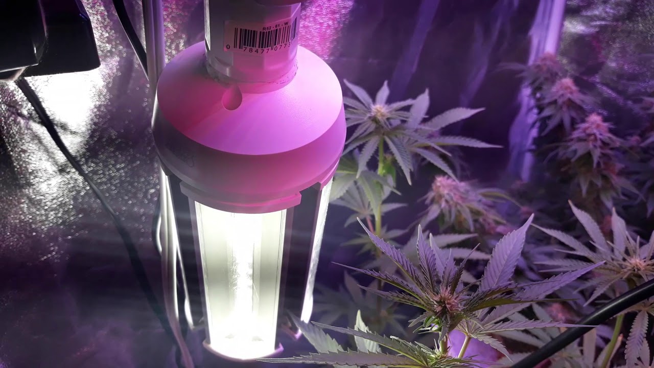 Indoor Grow garden update. Week 7 of Flower (Purp)