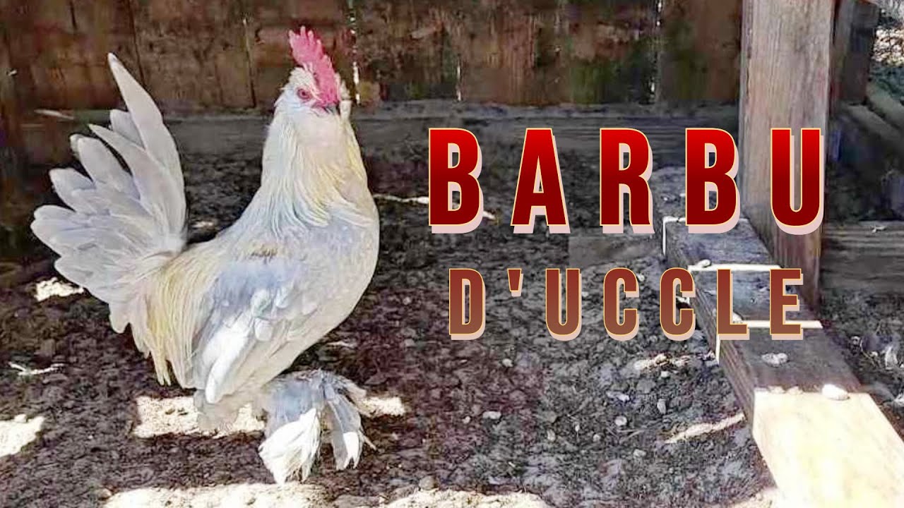 Barbu d'Uccle Bantam Chicken Breed Spotlight