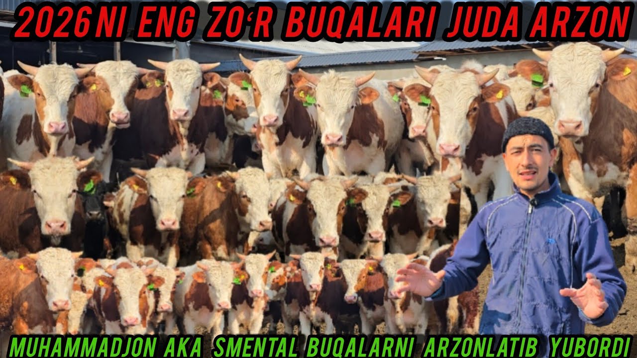 MUHAMMADJON AKA NARHLARNI TUSHIRIB YUBORDI 60 BOSH SMENTAL BUQALAR 👍✅️