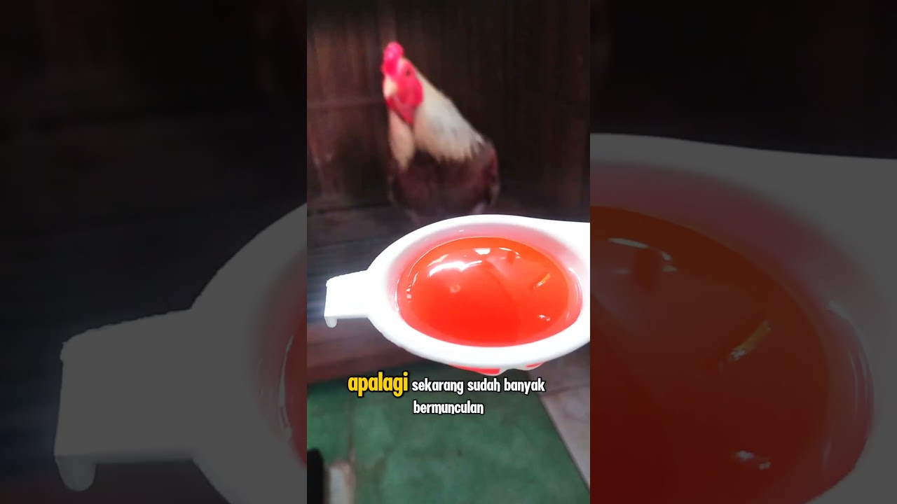 JAMU AYAM BANGKOK ALA PEMAIN LAWAS #jamuayam #ayampama #ayambangkokindonesia