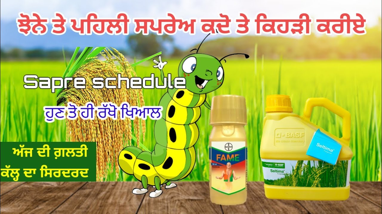 paddy spray schedule | Bayer Fame | syngenta amistar top |