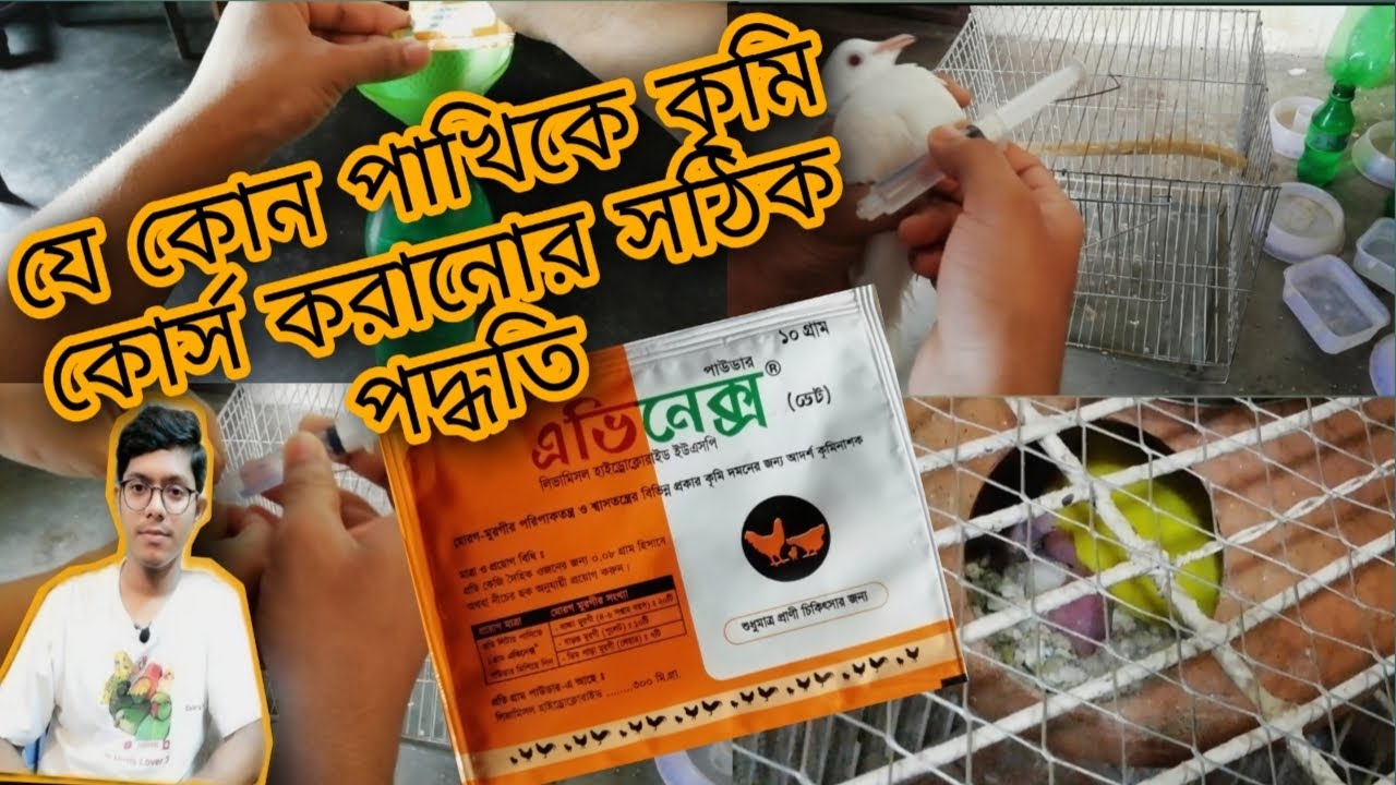 পাখির কৃমি কোর্স  | পাখির কৃমি কোর্স করানোর সঠিক পদ্ধতি | ঘুঘু পাখির কৃমি কোর্স করানোর পদ্ধতি | Worm