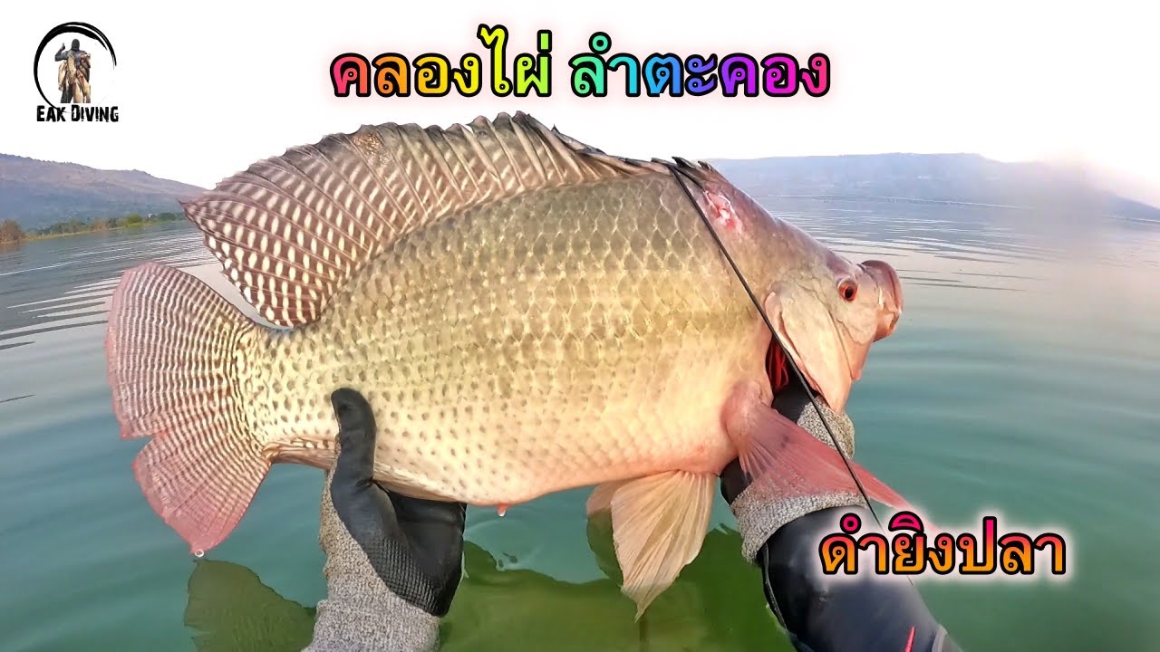 ดำน้ำยิงปลาเขื่อนลำตะคองวันแรก (คลองไผ่)