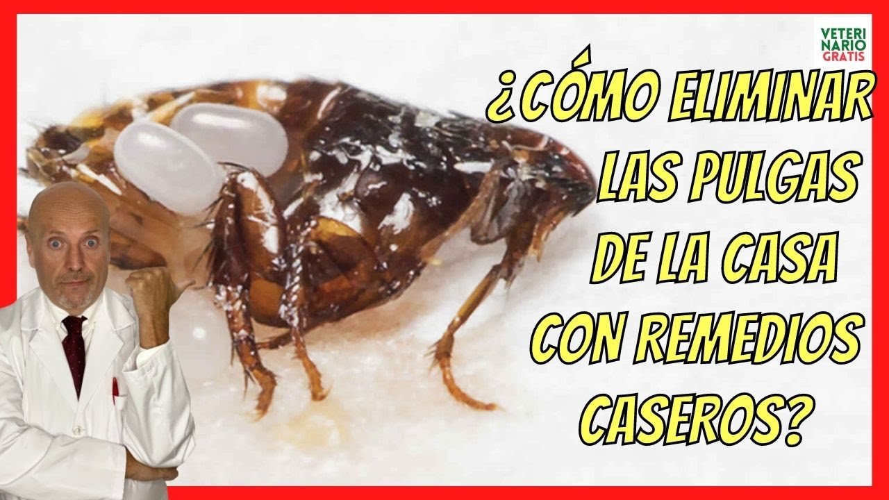 ✅ ¿CÓMO ELIMINAR LAS PULGAS DE LA CASA CON REMEDIOS CASEROS Y NATURALES? ✅