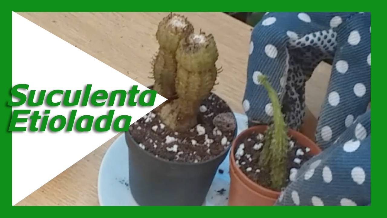 Suculenta Etiolada. ¿Qué hago?