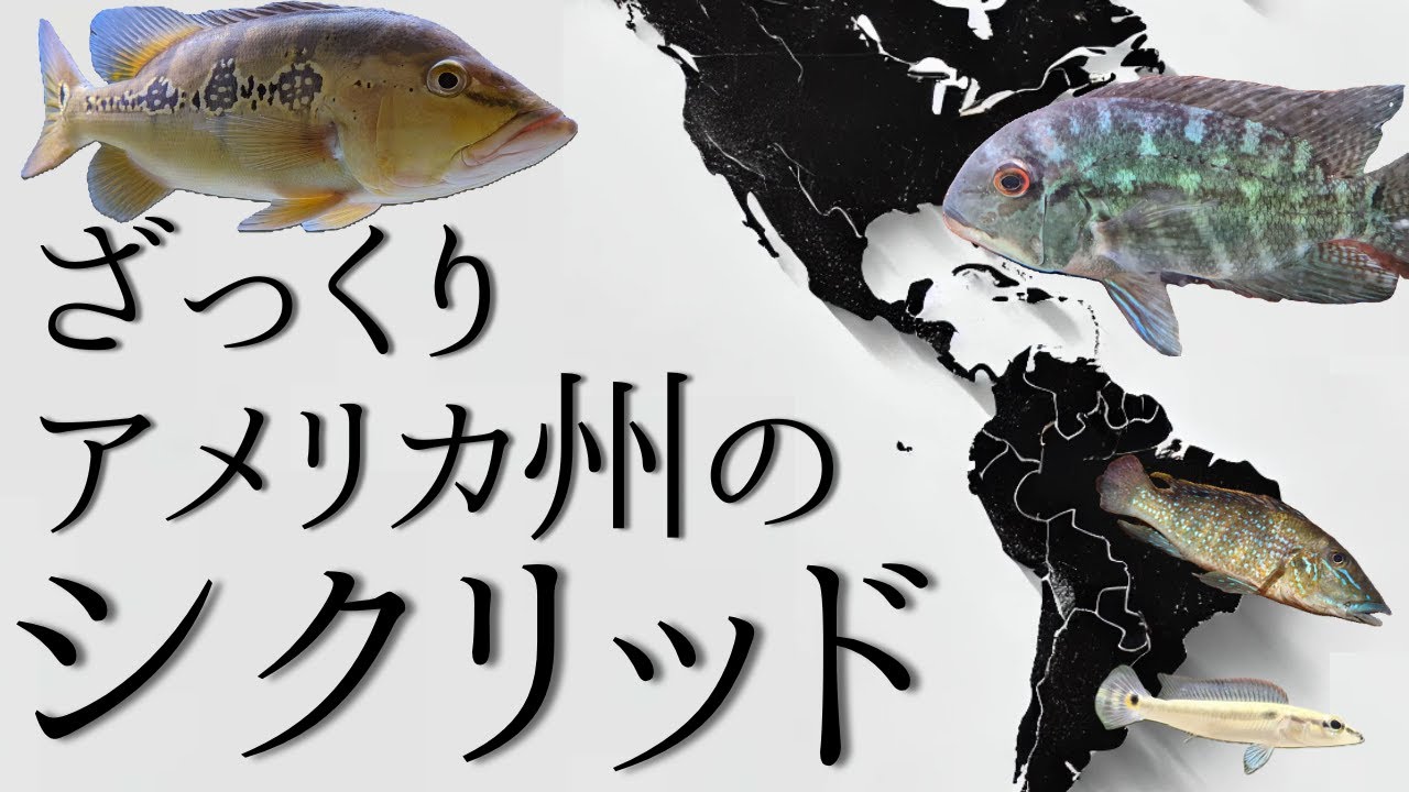 【一大勢力】アメリカンシクリッドの大まかな分類