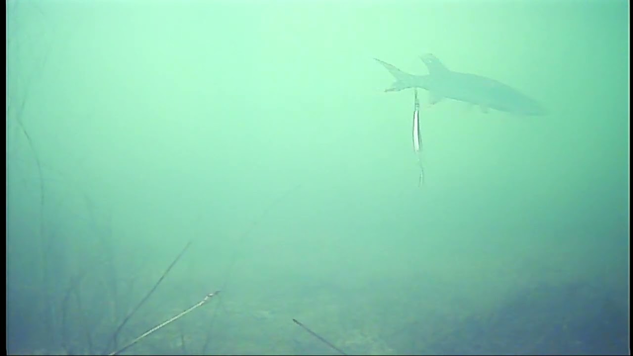 Pike Strike, Gull Lake, AB Jan19-25