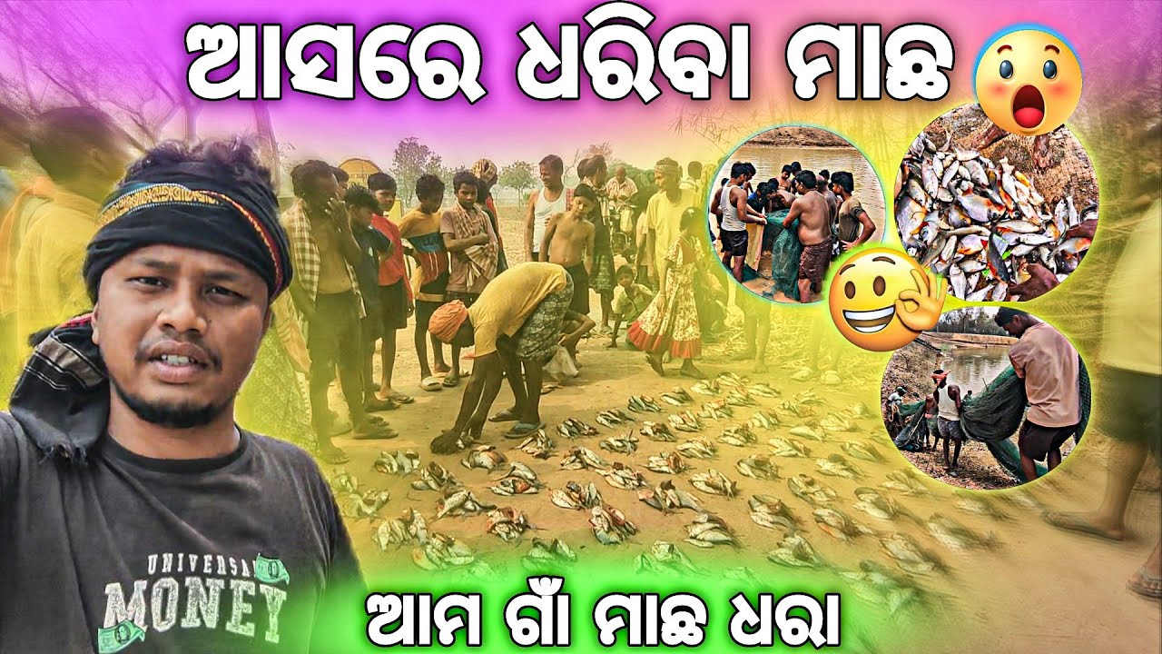 ଆମ ଗାଁରେ ହେଲା ମାଛ ଧରା🤩 ଆସରେ ଧରିବା ମାଛ #villagefishing #fishing #fish #kanhuofficialvlogs_ 