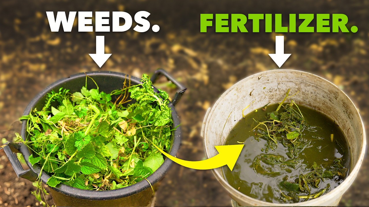 Better than Miracle Gro: Make Fertilizer from Weeds