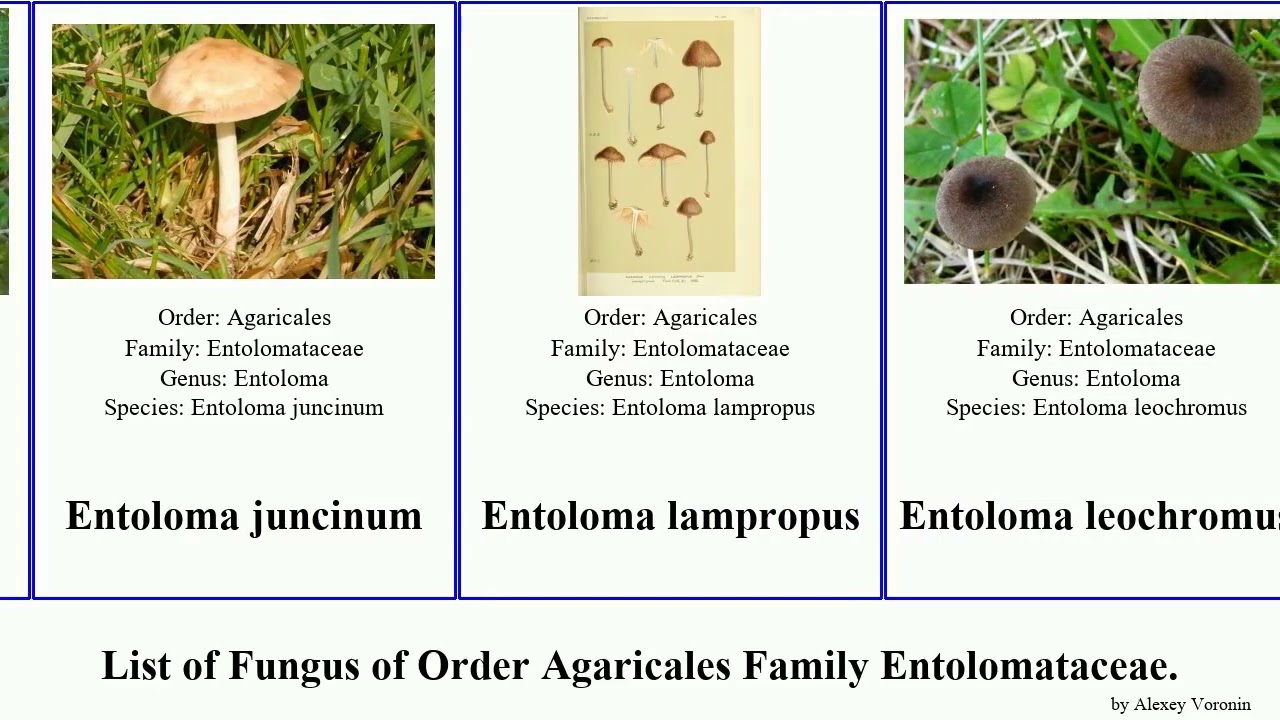 Fungus of Order Agaricales Family Entolomataceae clitopilus speculum bicolor aprile luteum corneum