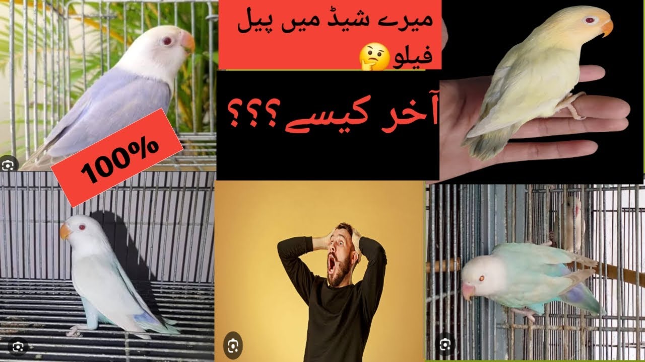 Palefellow میرے شیڈ میں socha b ni tha k palefellow breed krao ga