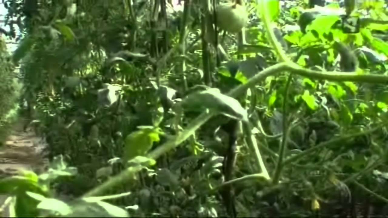 Tomate rosa de Hijar Tomates Prisco