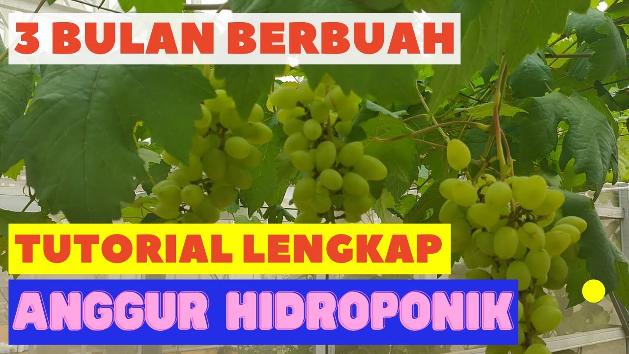 Tutorial Lengkap Anggur Hidroponik Dari Tanam Sampai Berbuah Lebat