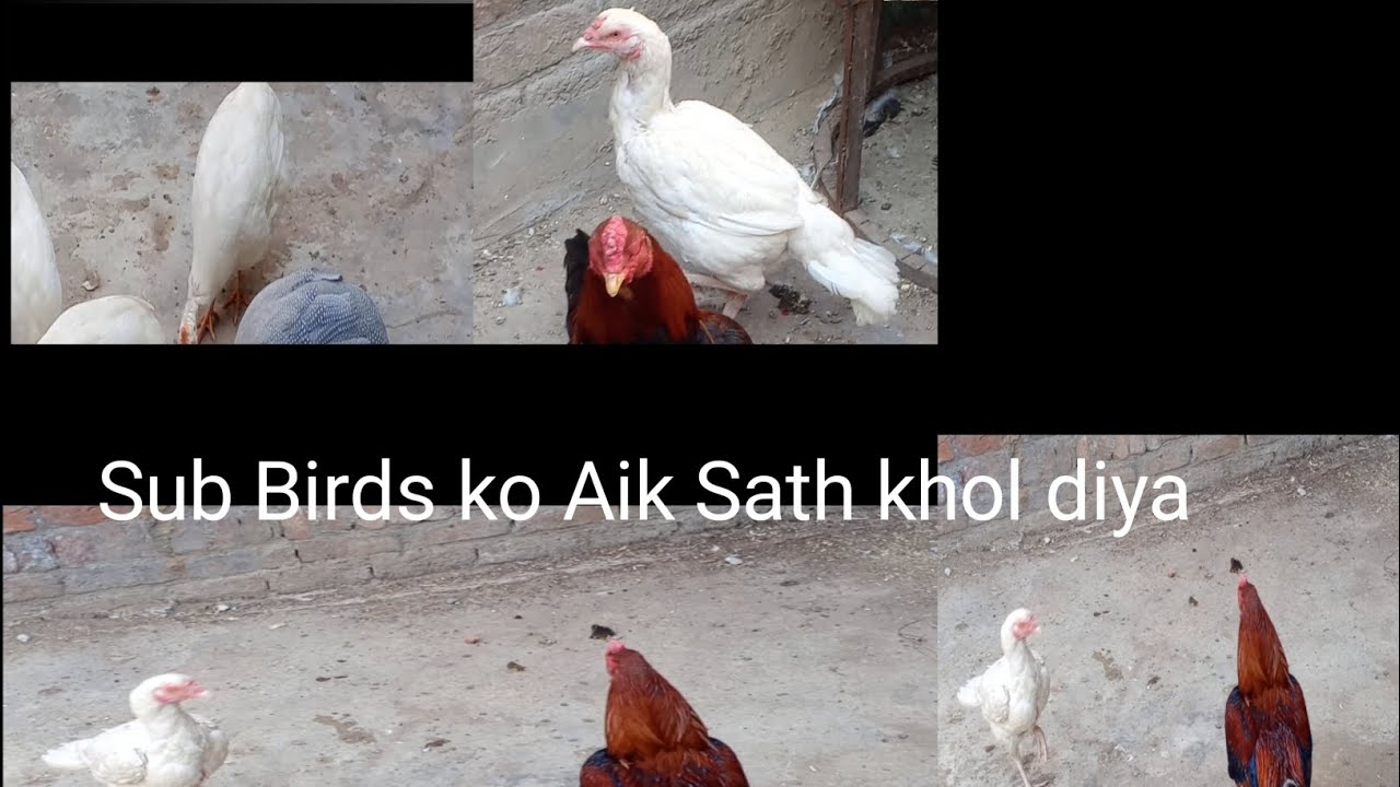 Daliy #vilonG aaj Sub #bird ko 1 Sath Khol diya #Hera Aseel #chakor