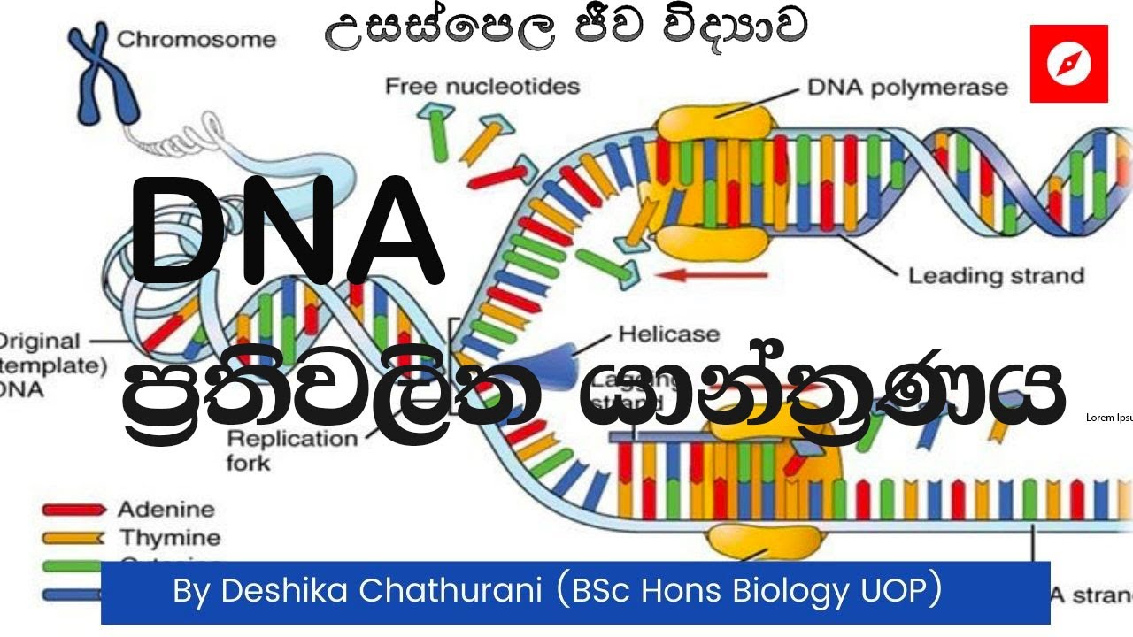 DNA ප්‍රතිවලිත යාන්ත්‍රණය | DNA Replication process | AL biology lessons in sinhala -  2021/2022