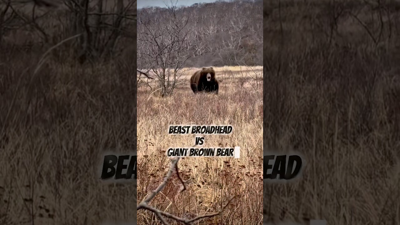 GIANT Brown Bear W/ BEAST BROADHEAD 🤯 #archery #beastbroadhead #epic #scary #bear