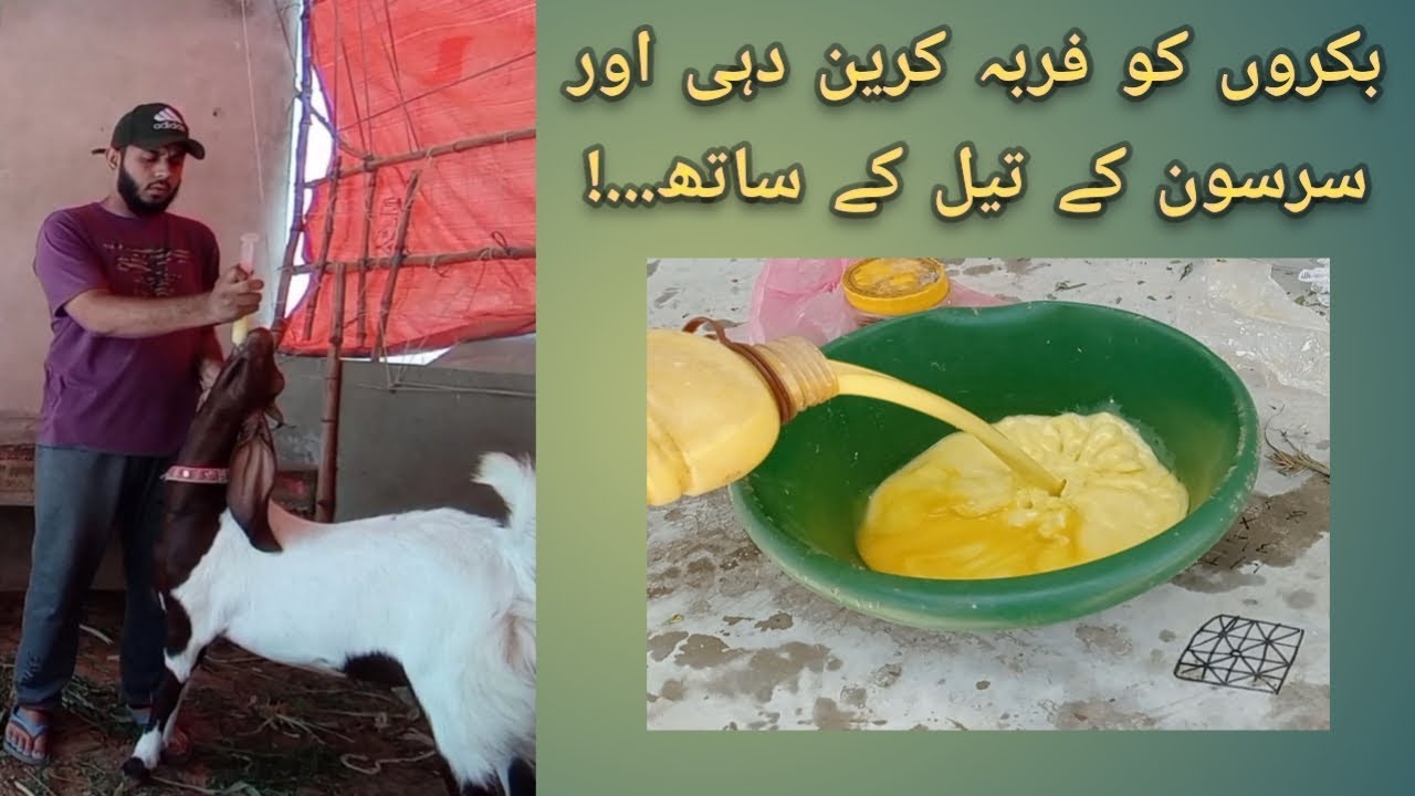 How to Gain Weight of Goat in Summer Season || Bakro ko garmi me dahi or tail dyny ka tareqa.