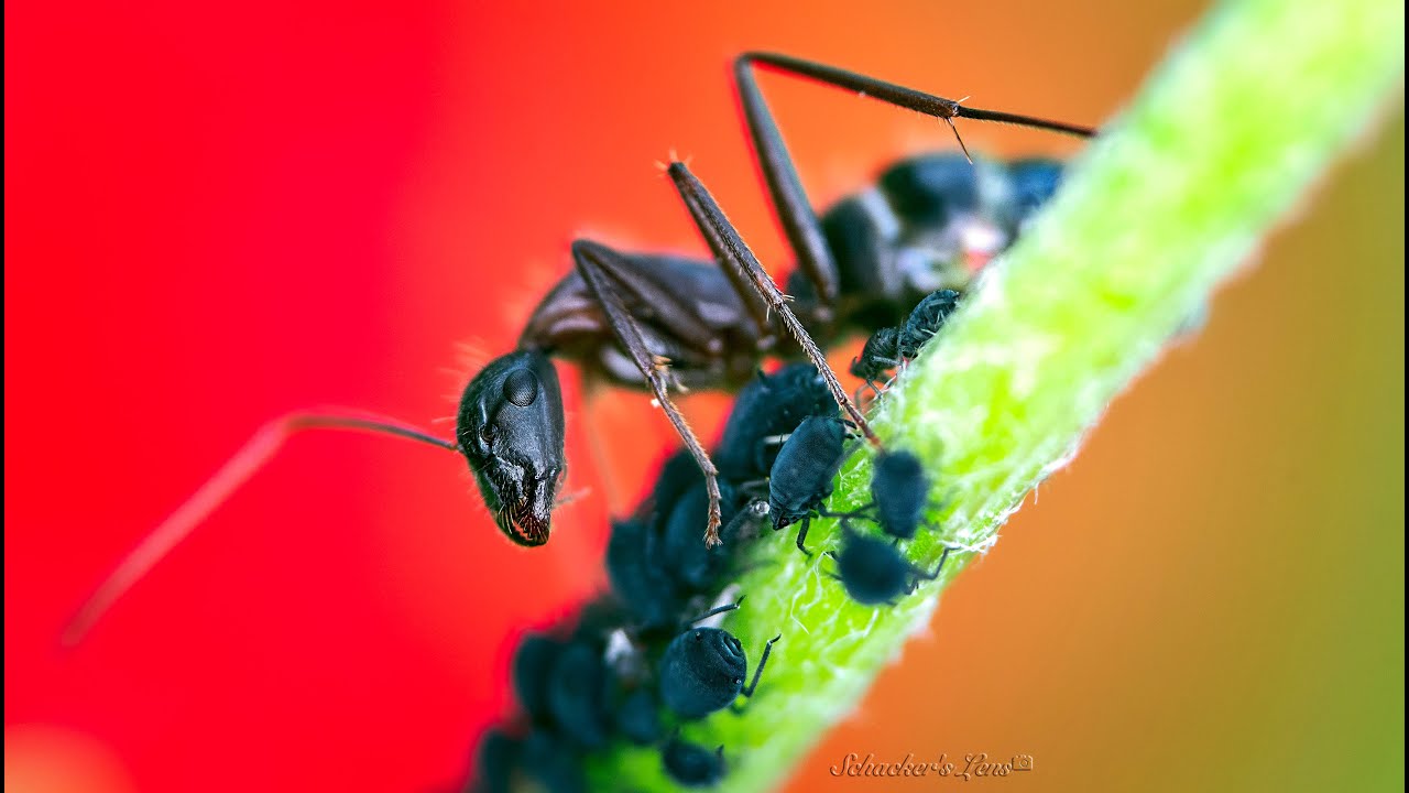 Short Documentary Film - Farmer Ants' Bizarre Life (Macro) - &rlm;فيلم وثائقي قصير عن عالم النمل الغريب