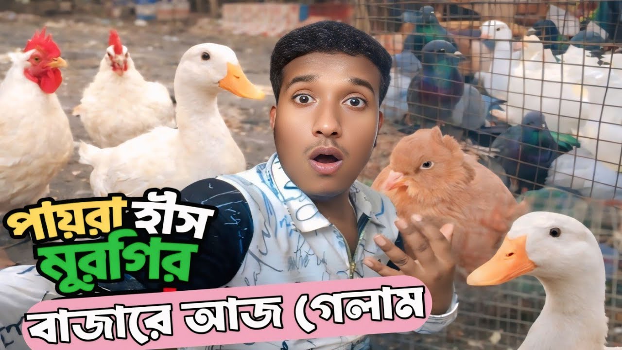 Shocking Bird Market 😱 | Pigeon Duck Chicken Price & Tour 🐔 | পায়রা হাঁস মুরগির বাজার Vlog Bengali