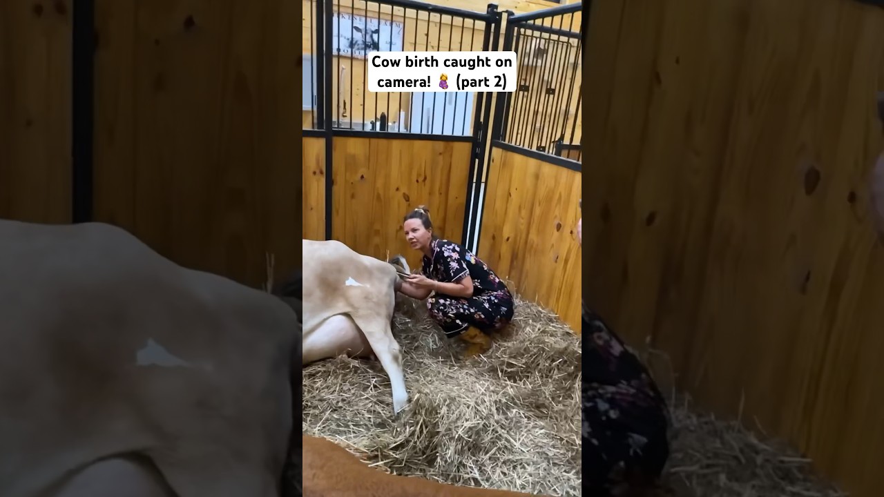 She Is In LABOR! We called the vet! 😨 #shorts #birth