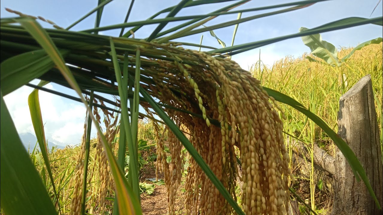 Time to Harvest||First time ever to reap in my life||Ngame channel new video||Zeme Naga style......