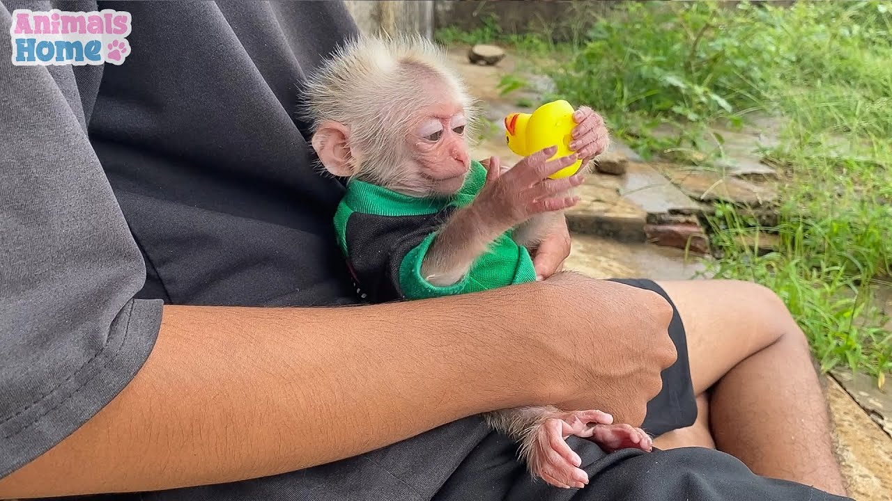 Dad takes care and plays with BiBi monkey