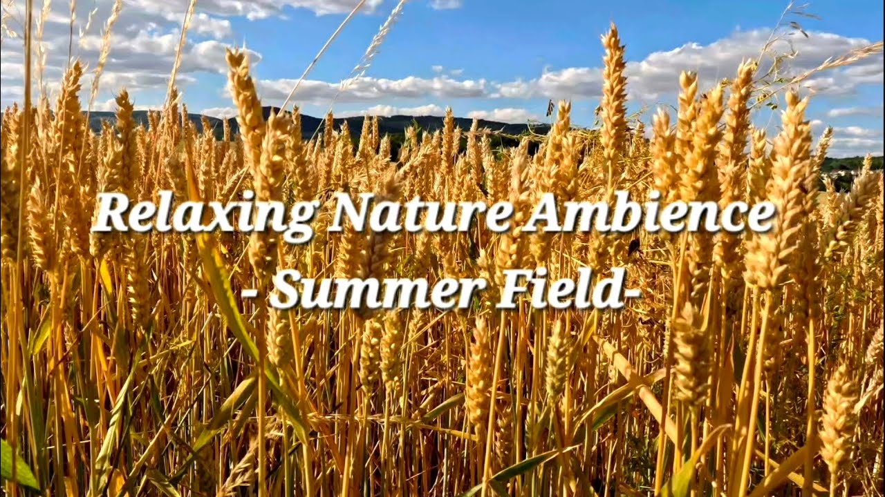 Relaxing Nature Ambience | Summer Field || Entspannungsvideo Natur mit Musik 
