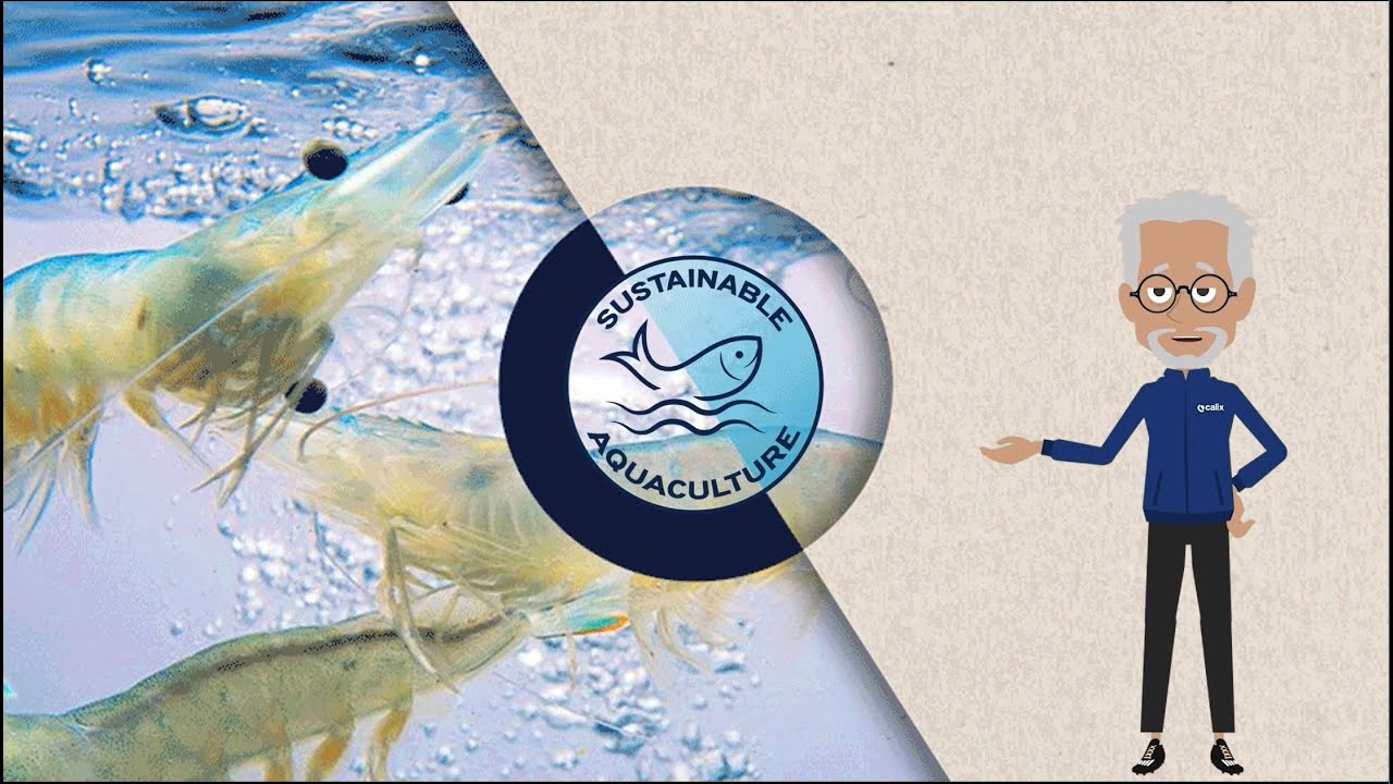 Ep 1 - How to make aquaculture more sustainable - environmental challenges in shrimp farming