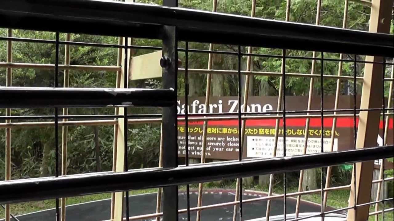 富士サファリパーク　ジャングルバスでの餌やり