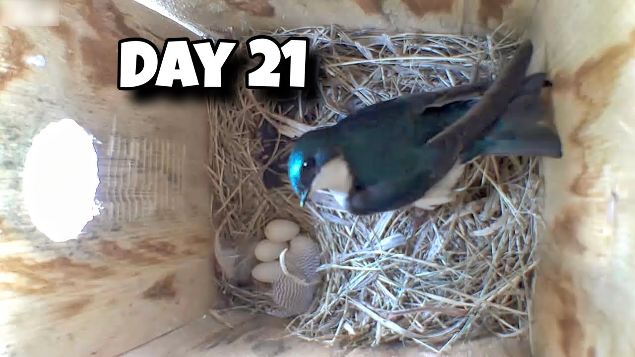 Day 21 Birdhouse Nest Box Live Camera Highlights