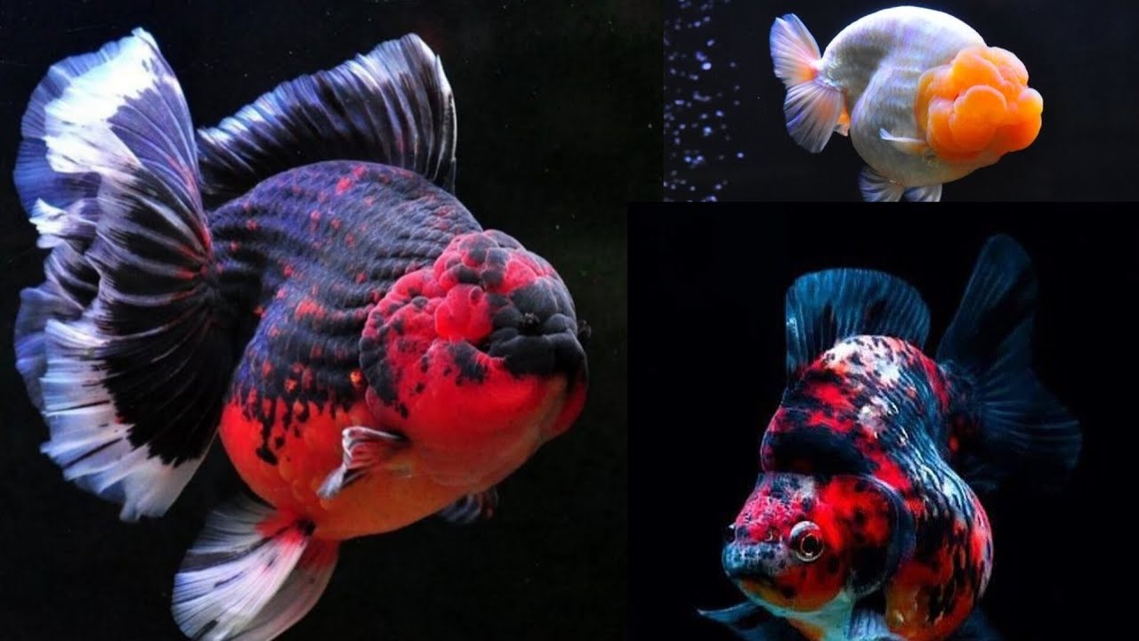 International Goldfish Show 2024 | Goldfish Show Thailand | Goldfish Show philippines | 2024