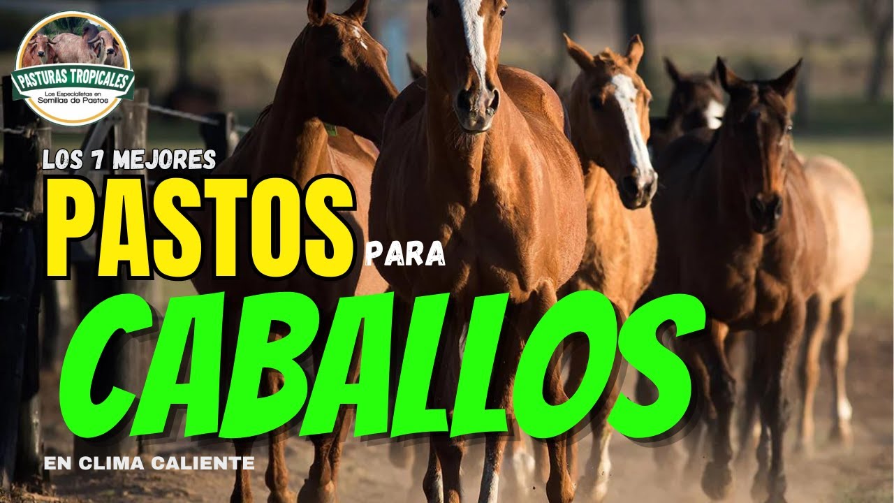Pastos para  Caballos en clima caliente 🐴🌿 #caballos #trochaygalopecolombiano
