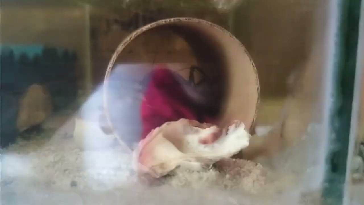 Berried Female Crayfish Set Up
