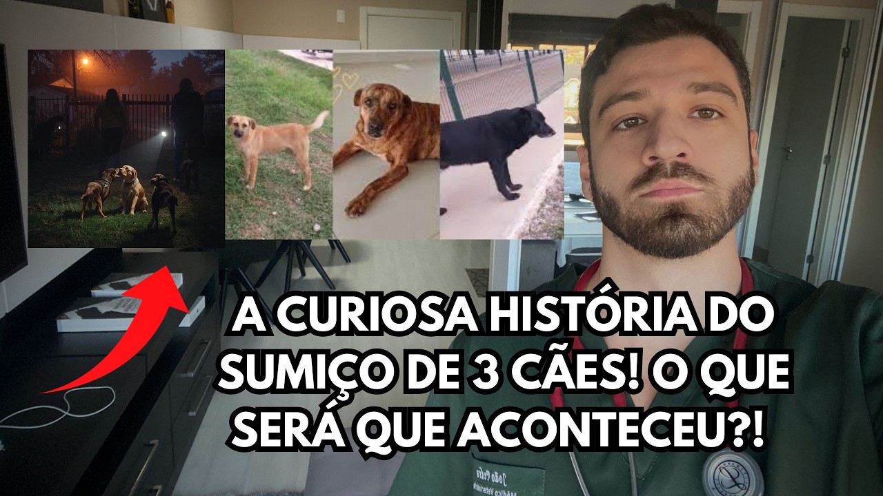 Desaparecimento de 3 cães comunitários em empresa levanta suspeitas graves