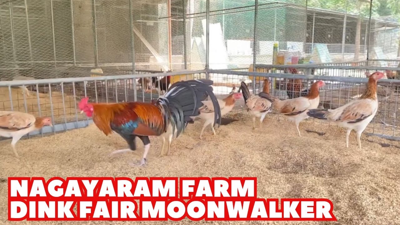 Ray Boy Guinit - Dink Fair Moonwalker Big Farm Philippines Shape Chicken Coop Outdoor Breeding Pens