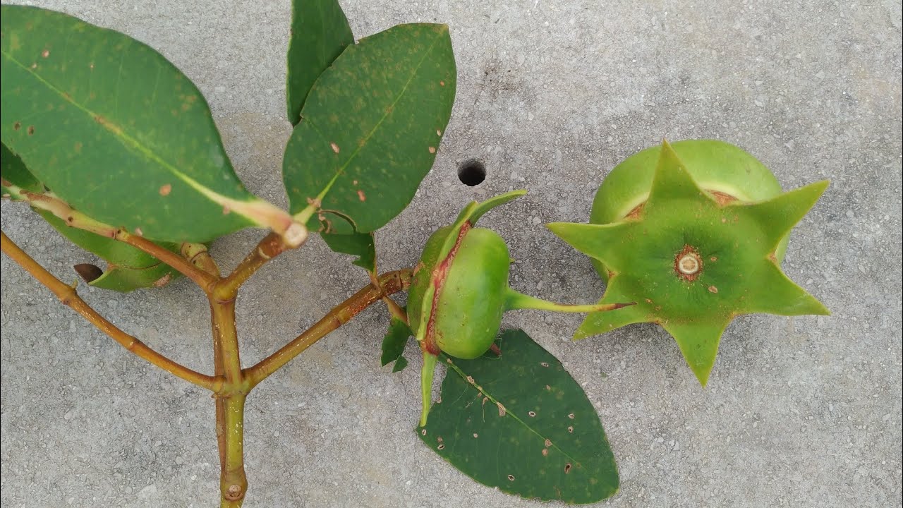 Fruit of the ocean - Eating Mangrove apple (Sonneratia caseolaris) in Borneo