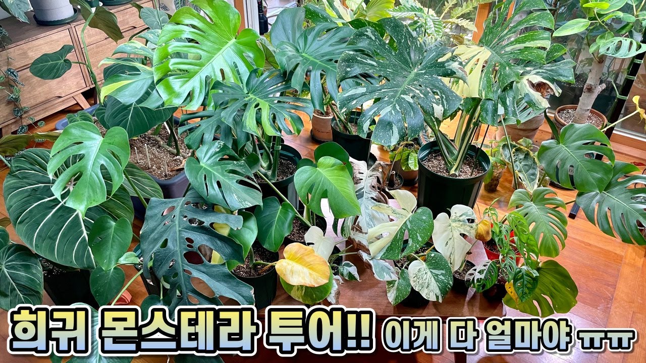 희귀 몬스테라 11종 투어!! 막걸리비료, 미원비료 먹은 몬스테라 후기까지!!