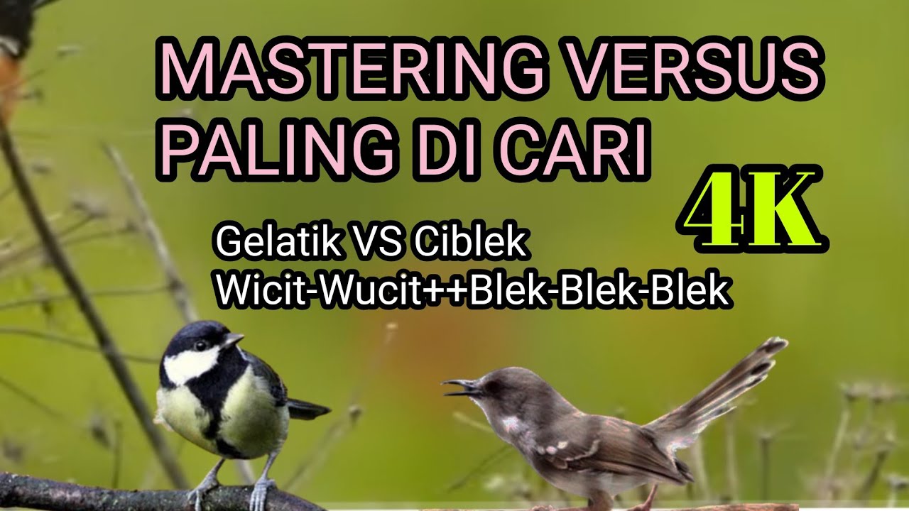 Gelatik  Batu VS Ciblek Istimewa Mata Lensa