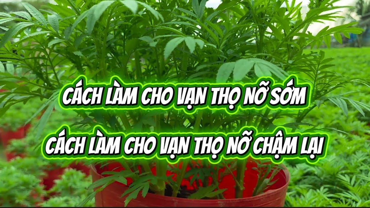 Chia sẽ cách làm cho vạn thọ nỡ sớm, và ngược lại rất đơn giản mà nhiều bạn chưa biết 