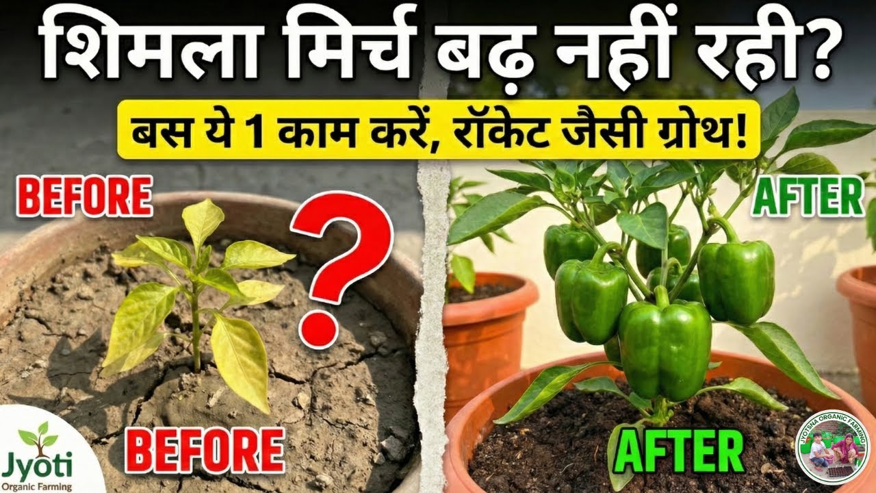 🫑 शिमला मिर्च बढ़ नहीं रही? बस ये 1 काम करें, रॉकेट जैसी ग्रोथ! | Capsicum Plant Growth Booster Tips