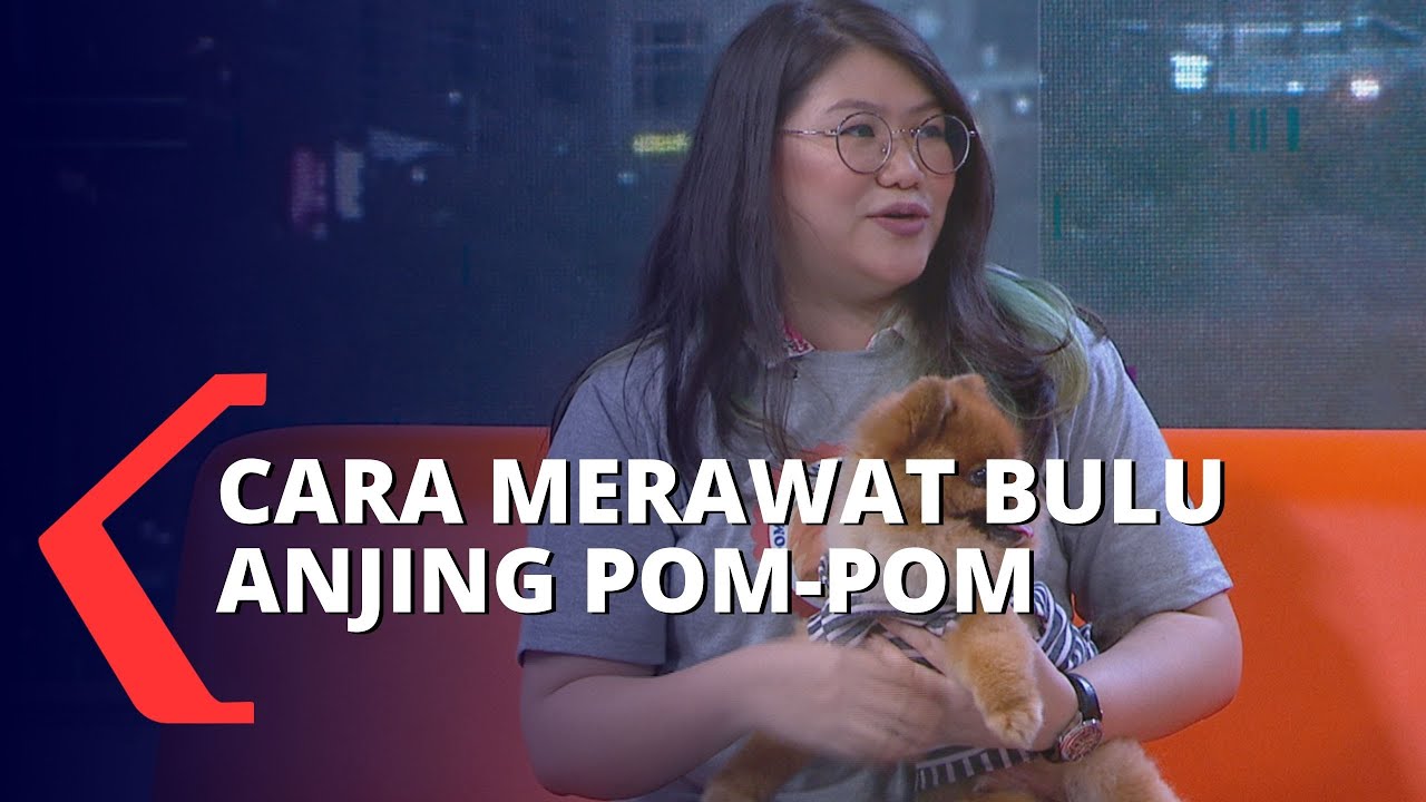 Bulu Anjing Pom-pom Ternyata Lebih Baik Berada di Suhu Ruangan, Begini Cara Merawatnya