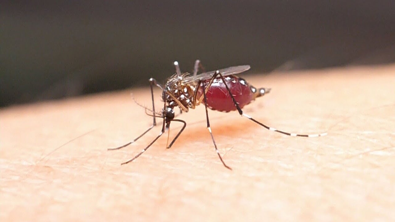 What to know about the rare mosquito virus known as 'Triple E'