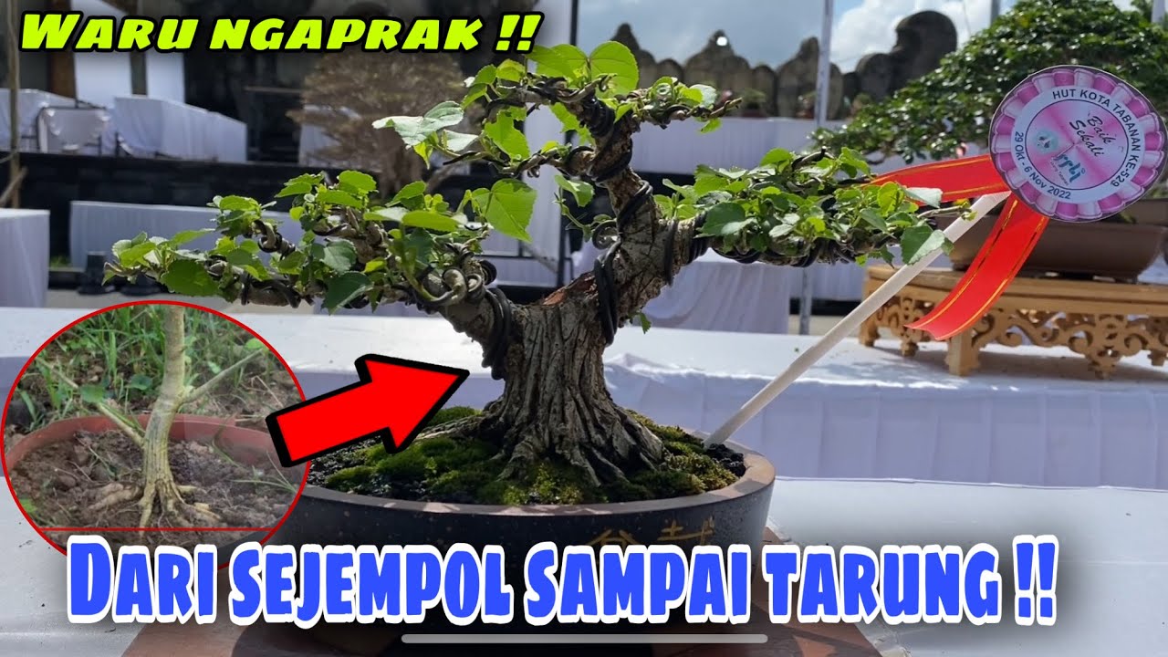 Proses bonsai waru 18cm dari NOL sampai ikut kontes 🔥🪴
