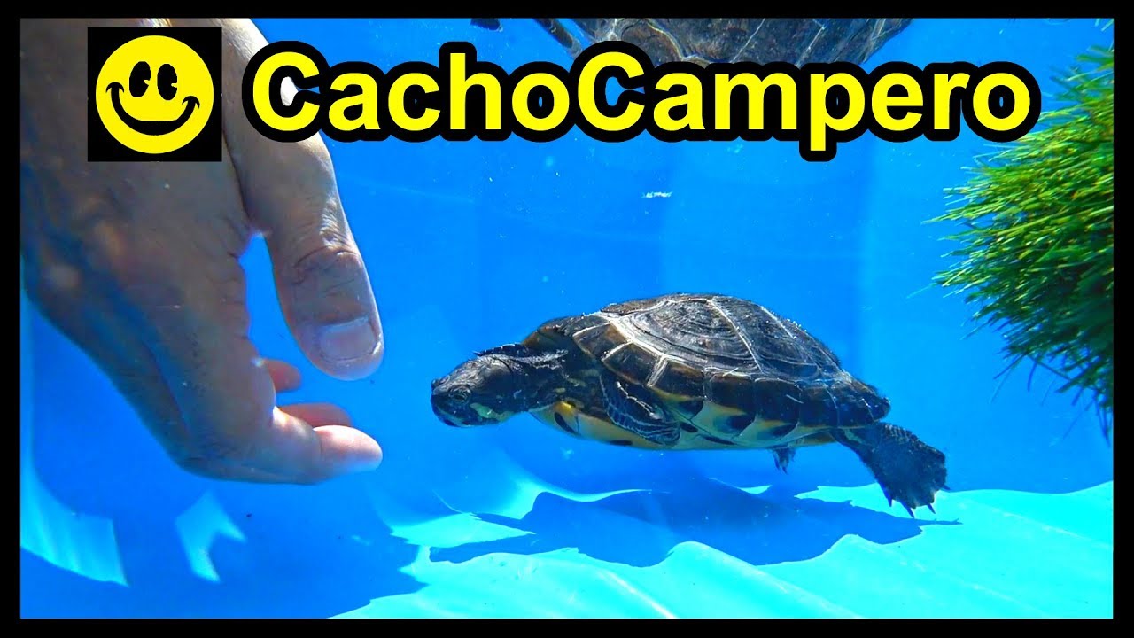 Muda de piel y caparazón en tortugas de agua y cómo saber la edad de tu tortuga o cuántos años tiene