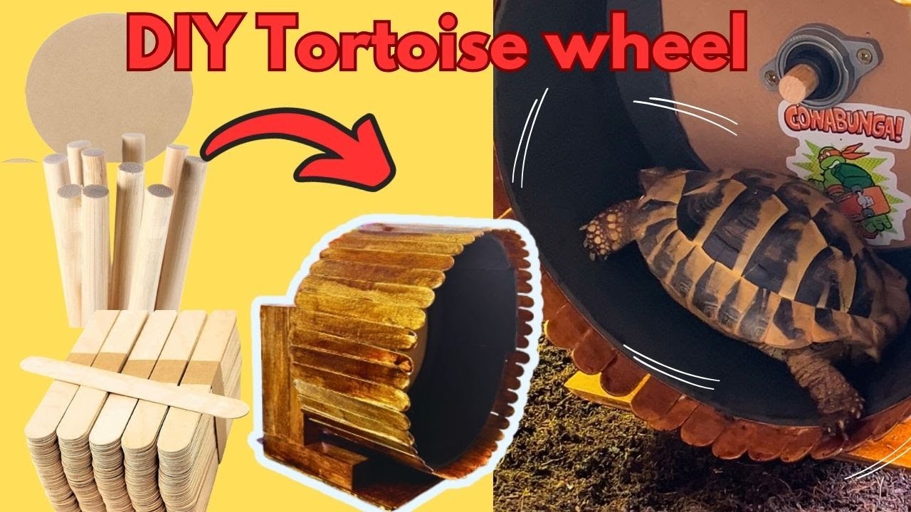 DIY Tortoise / Small animal running wheel for enrichment