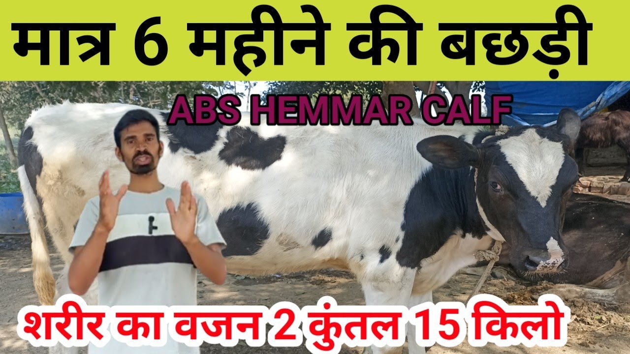 मात्र 6 महीने की बछड़ी/A calf of just 6 months