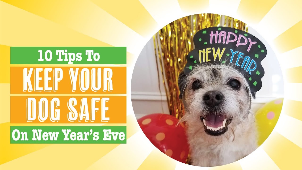 How to Keep Dogs Safe on New Years Eve