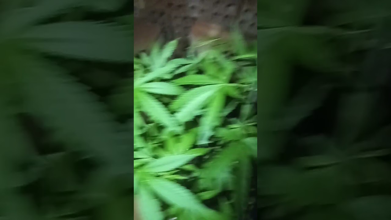 #natural Sativa Cultivo org&acirc;nico 🌍🌵